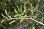 Sand live oak